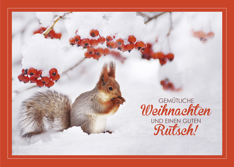 Weihnachtskarte: Eichhörnchen mit roten Beeren
